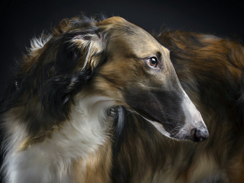 Long-haired Dog in Profile — Brown, Dramatic, Photograph