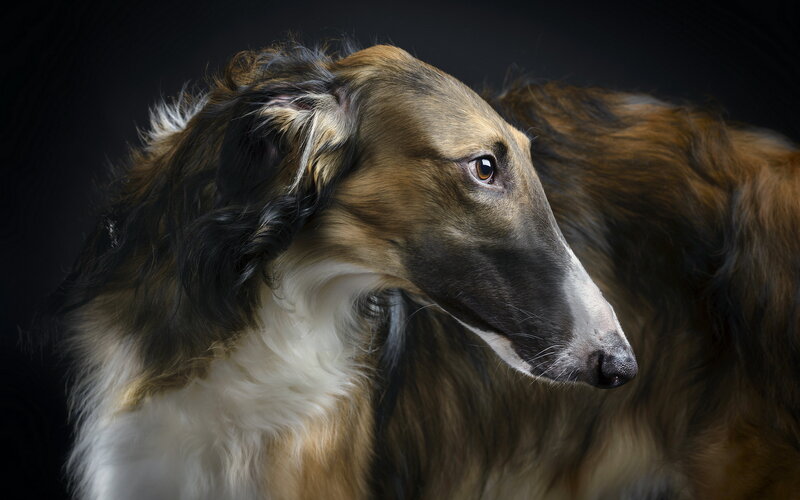 Long-haired Dog in Profile — Brown, Dramatic