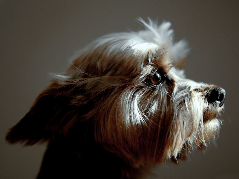 Long-haired Dog in Profile
