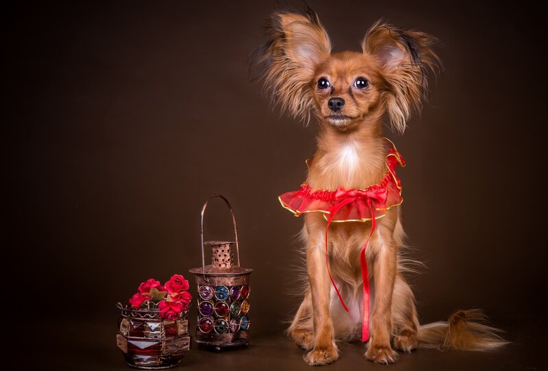 Long-haired Dog in Red Dress