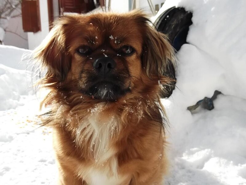 Long-haired Dog in Snow — Brown, Calm