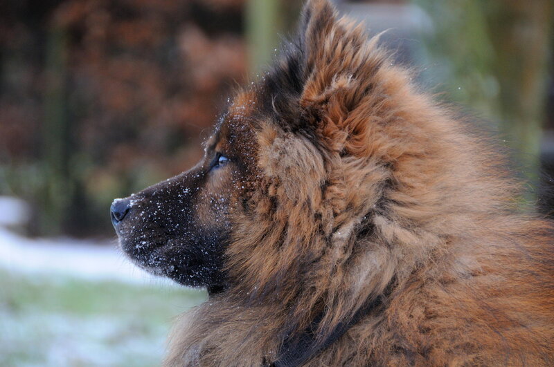 Long-haired Dog in Snow — Brown, Calm, Winter, Photograph, Collar