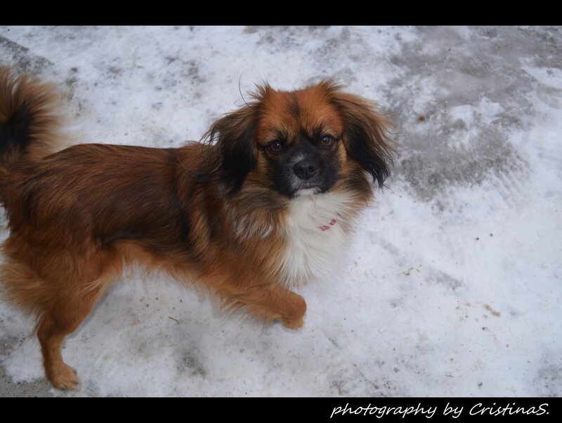Long-haired Dog in Snow — Brown, Calm, Winter