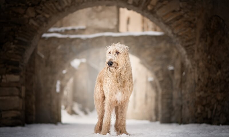 Long-haired Dog in Snow — Brown, Serene