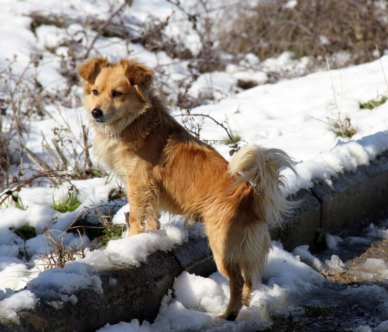 Long-haired Dog in Snow — Brown