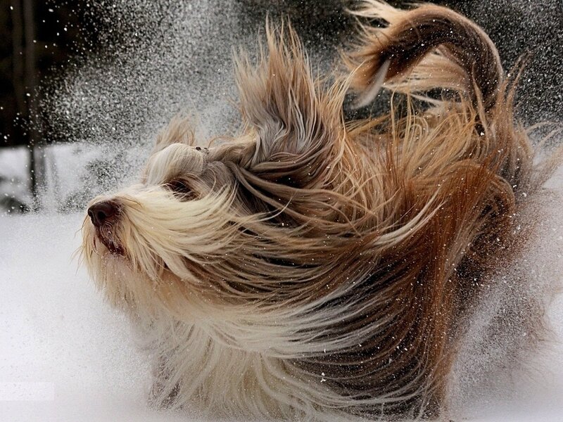 Long-haired Dog in Snow