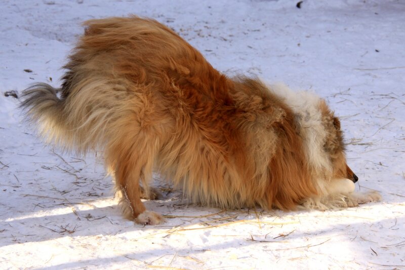 Long-haired Dog in Snow — White, Calm