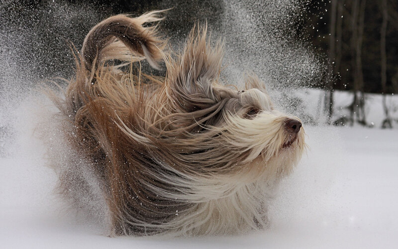 Long-haired Dog in Snow — White, Dynamic