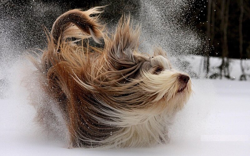 Long-haired Dog in Snow — White, Dynamic, Winter, Photograph