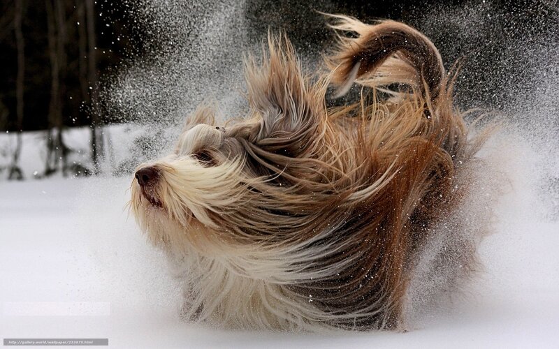 Long-haired Dog in Snow — White, Dynamic, Winter
