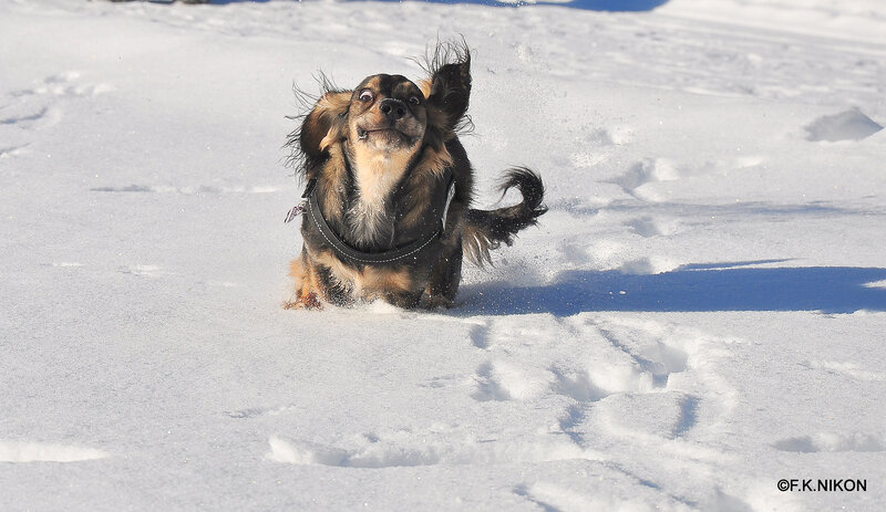 Long-haired Dog in Snow — White, Playful