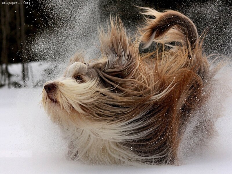 Long-haired Dog in Snow — White