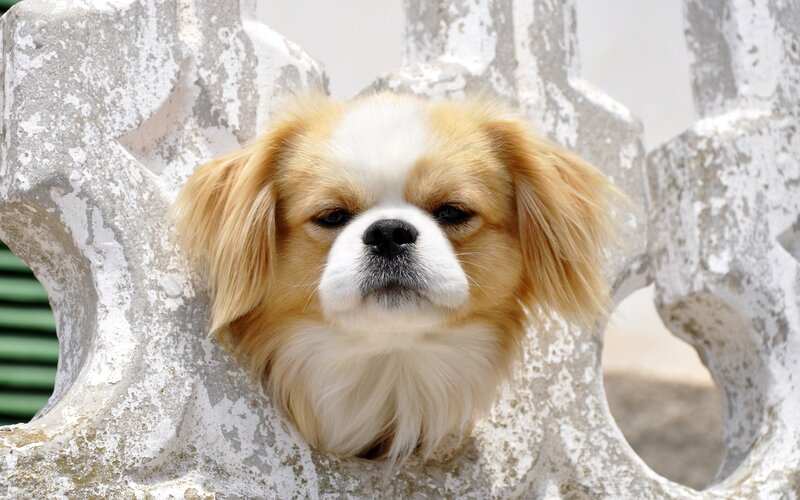 Long-haired Dog in Stone