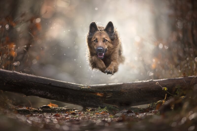 Long-haired Dog Jumping