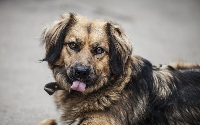 Long-haired Dog Lying — Brown, Calm