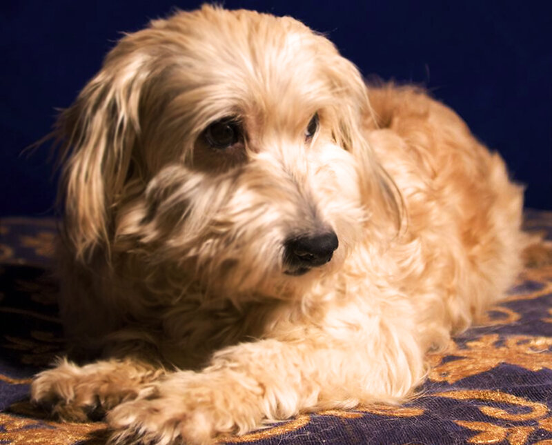 Long-haired Dog Lying — Brown