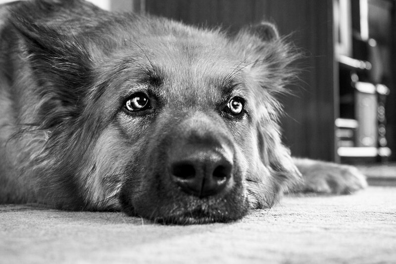 Long-haired Dog Lying Down — Black