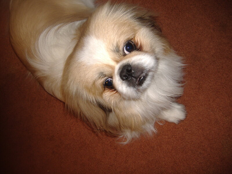 Long-haired Dog Lying Down