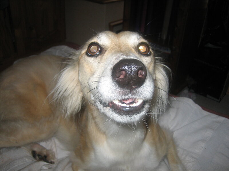 Long-haired Dog Lying Down — White