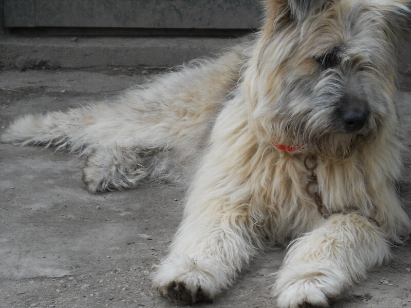 Long-haired Dog Lying
