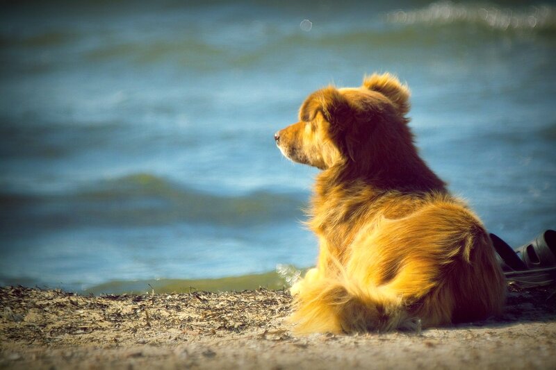 Long-haired Dog on Beach