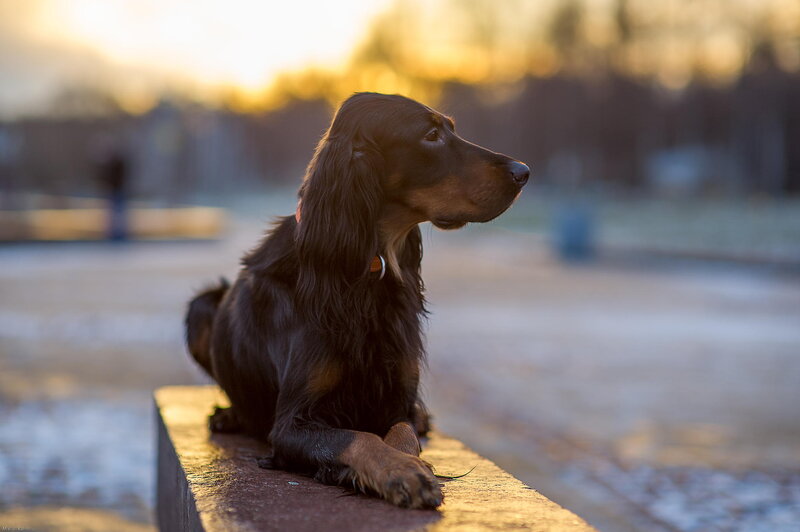 Long-haired Dog on Bench