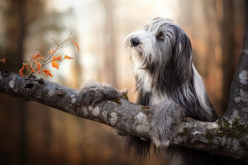 Long-haired Dog on Branch