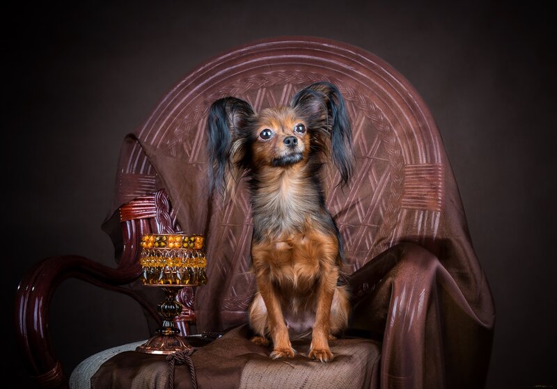 Long-haired Dog on Chair — Brown