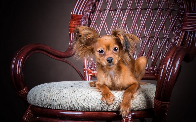 Long-haired Dog on Chair