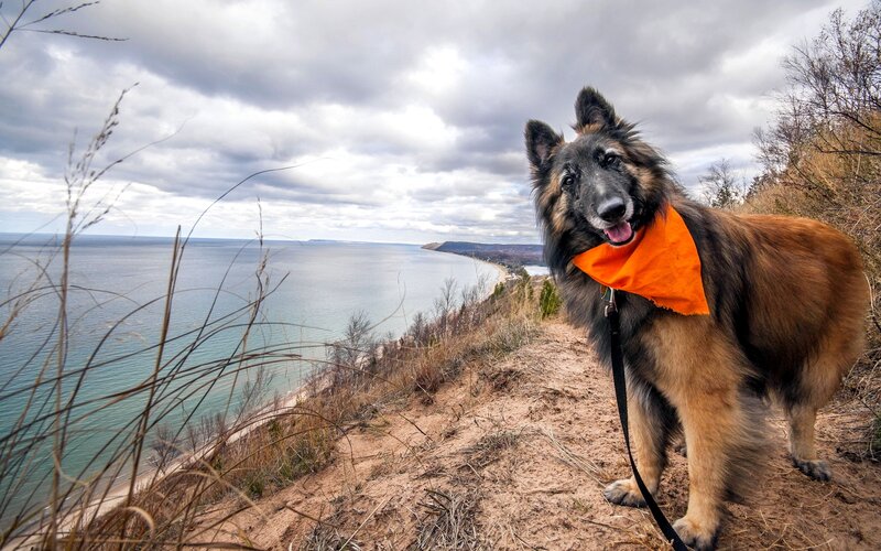 Long-haired Dog on Cliff — Brown