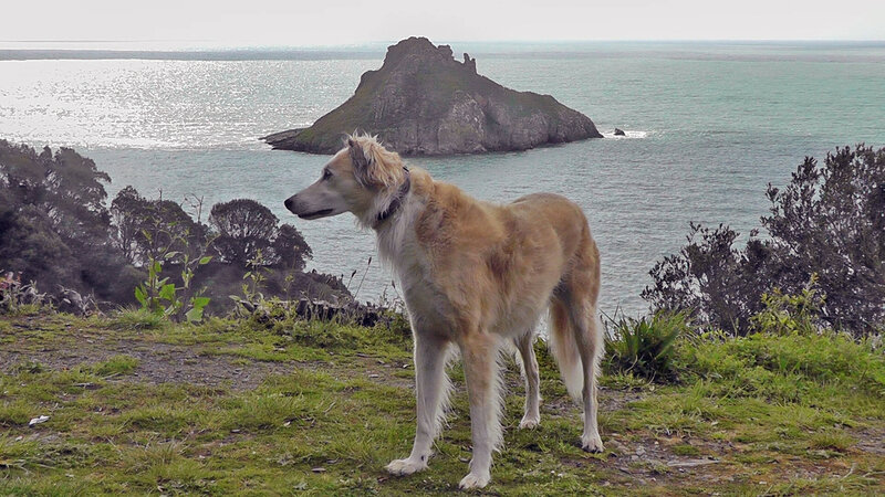 Long-haired Dog on Cliff
