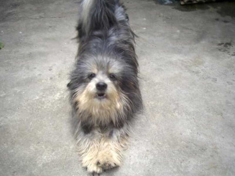 long-haired dog on concrete