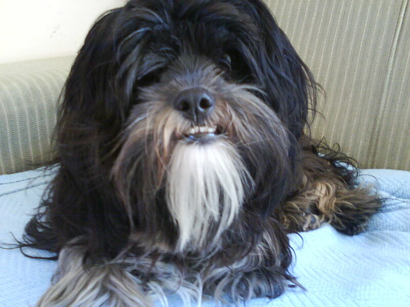 long-haired dog on couch
