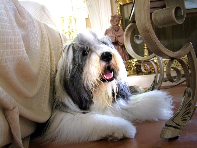 Long-haired Dog on Floor