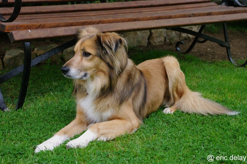 Long-haired Dog on Grass — Green, Calm
