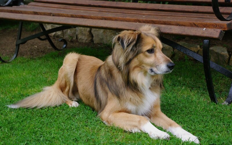 Long-haired Dog on Grass — Green