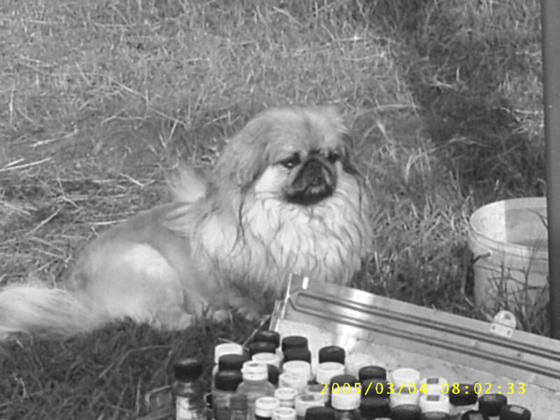Long-haired Dog on Grass