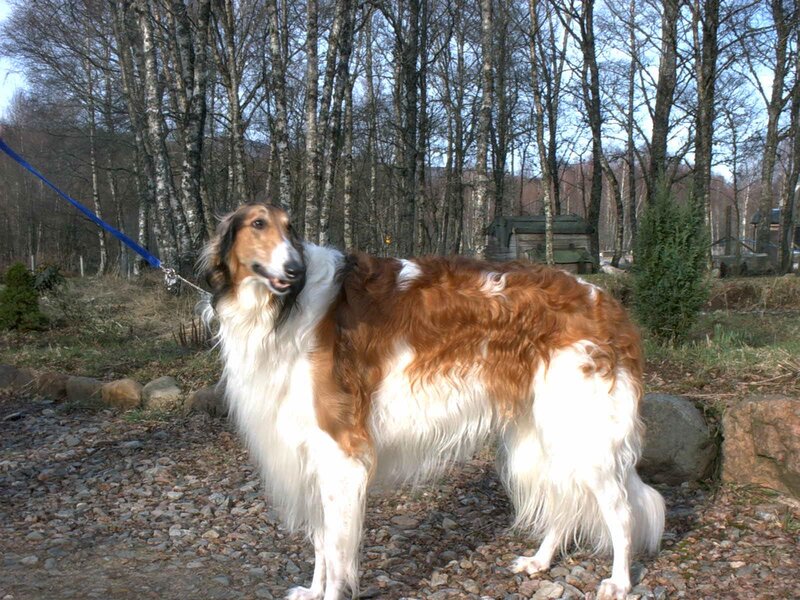 Long-haired Dog on Leash
