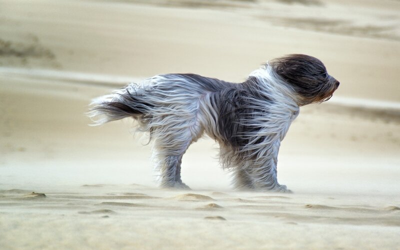 Long-haired Dog on Sand — Brown