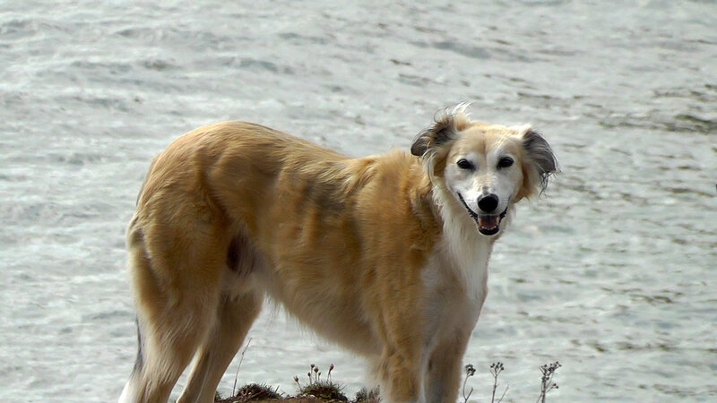 Long-haired Dog on Shore