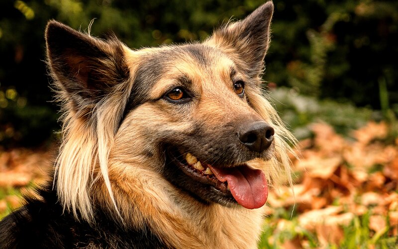 Long-haired Dog Outdoors — Brown