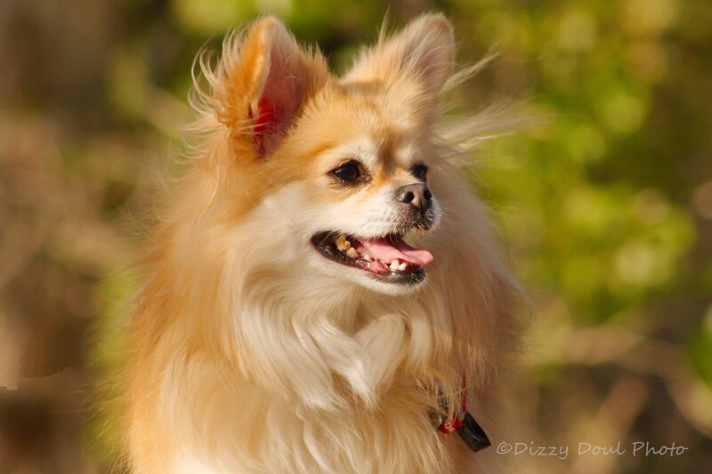 Long-haired Dog Outdoors