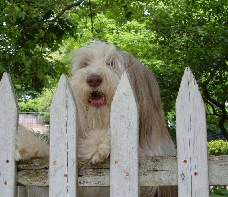 Long-haired Dog over Fence