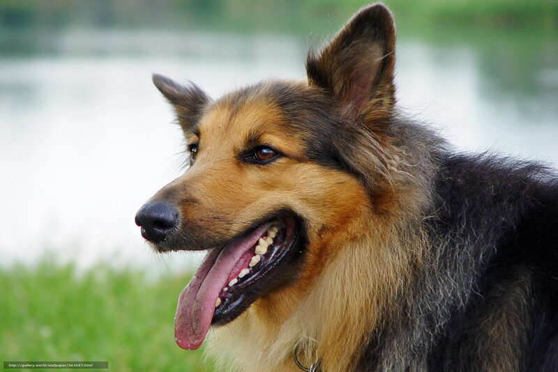 Long-haired Dog Panting — Brown