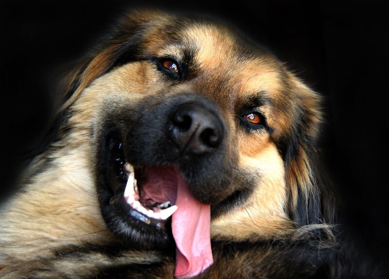 Long-haired Dog Panting