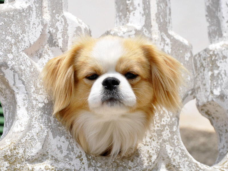 Long-haired Dog Peeking