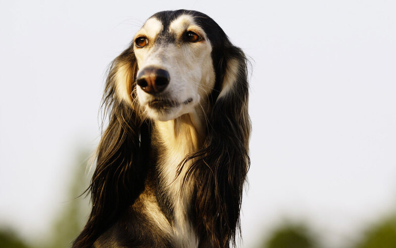 long-haired dog portrait