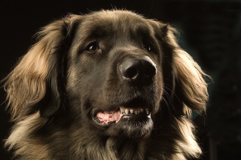 Long-haired Dog Portrait — Black, Dramatic, Photograph
