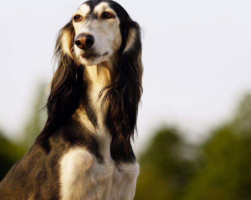 Long-haired Dog Portrait — Black