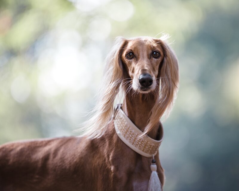 long-haired dog portrait